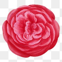 PNG Pink rose, French flower vintage illustration on transparent background  by François-Frédéric Grobon. Remixed by rawpixel.