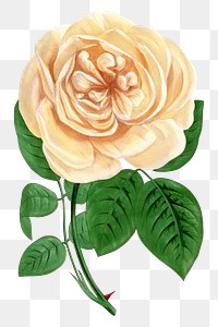 PNG Beige rose, French flower vintage illustration on transparent background  by François-Frédéric Grobon. Remixed by rawpixel.