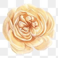 PNG Beige rose, French flower vintage illustration on transparent background  by François-Frédéric Grobon. Remixed by rawpixel.