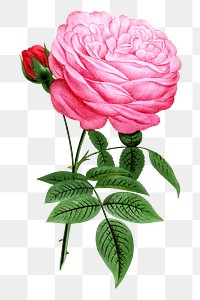 PNG Pink rose, French flower vintage illustration on transparent background  by François-Frédéric Grobon. Remixed by rawpixel.