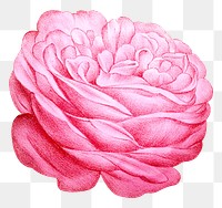 PNG Pink rose, French flower vintage illustration on transparent background  by François-Frédéric Grobon. Remixed by rawpixel.