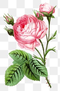 PNG Pink rose, French flower vintage illustration on transparent background  by François-Frédéric Grobon. Remixed by rawpixel.