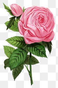 PNG Pink rose, French flower vintage illustration on transparent background  by François-Frédéric Grobon. Remixed by rawpixel.