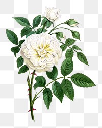 PNG White rose, French flower vintage illustration on transparent background  by François-Frédéric Grobon. Remixed by rawpixel.