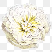 PNG White rose, French flower vintage illustration on transparent background  by François-Frédéric Grobon. Remixed by rawpixel.