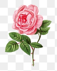 PNG Pink rose, French flower vintage illustration on transparent background  by François-Frédéric Grobon. Remixed by rawpixel.