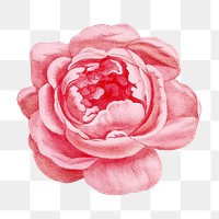 PNG Pink rose, French flower vintage illustration on transparent background  by François-Frédéric Grobon. Remixed by rawpixel.