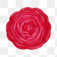 PNG Hot pink rose, French flower vintage illustration on transparent background  by François-Frédéric Grobon. Remixed by rawpixel.