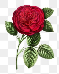 PNG Red rose, French flower vintage illustration on transparent background  by François-Frédéric Grobon. Remixed by rawpixel.