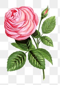 PNG Pink rose, French flower vintage illustration on transparent background  by François-Frédéric Grobon. Remixed by rawpixel.