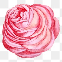 PNG Pink rose, French flower vintage illustration on transparent background  by François-Frédéric Grobon. Remixed by rawpixel.