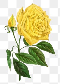 PNG Yellow rose, French flower vintage illustration on transparent background  by François-Frédéric Grobon. Remixed by rawpixel.