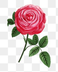 PNG Bright pink rose, French flower vintage illustration on transparent background  by François-Frédéric Grobon. Remixed by rawpixel.