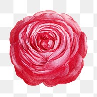 PNG Bright pink rose, French flower vintage illustration on transparent background  by François-Frédéric Grobon. Remixed by rawpixel.