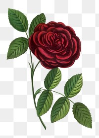 PNG Red rose, French flower vintage illustration on transparent background  by François-Frédéric Grobon. Remixed by rawpixel.