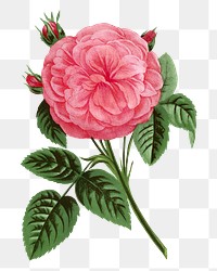 PNG Pink rose, French flower vintage illustration on transparent background  by François-Frédéric Grobon. Remixed by rawpixel.