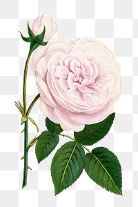 PNG Light pink rose, French flower vintage illustration on transparent background  by François-Frédéric Grobon. Remixed by rawpixel.