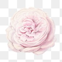 PNG Light pink rose, French flower vintage illustration on transparent background  by François-Frédéric Grobon. Remixed by rawpixel.