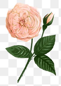 PNG Pastel pink rose, French flower vintage illustration on transparent background  by François-Frédéric Grobon. Remixed by rawpixel.