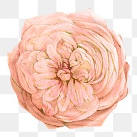 PNG Pastel pink rose, French flower vintage illustration on transparent background  by François-Frédéric Grobon. Remixed by rawpixel.