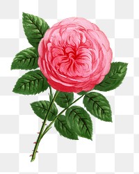 PNG Pink rose, French flower vintage illustration on transparent background  by François-Frédéric Grobon. Remixed by rawpixel.