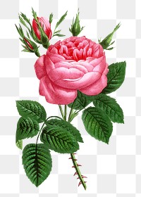 PNG Pink rose, French flower vintage illustration on transparent background  by François-Frédéric Grobon. Remixed by rawpixel.