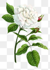 PNG White rose, French flower vintage illustration on transparent background  by François-Frédéric Grobon. Remixed by rawpixel.