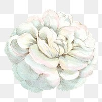 PNG White rose, French flower vintage illustration on transparent background  by François-Frédéric Grobon. Remixed by rawpixel.