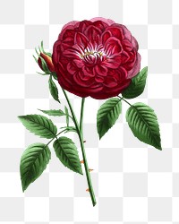 PNG Red rose, French flower vintage illustration on transparent background  by François-Frédéric Grobon. Remixed by rawpixel.