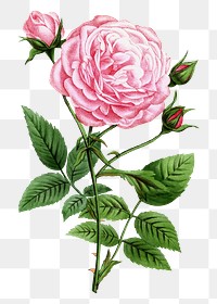 PNG Pink rose, French flower vintage illustration on transparent background  by François-Frédéric Grobon. Remixed by rawpixel.