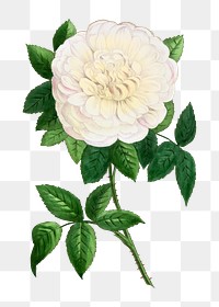 PNG White rose, French flower vintage illustration on transparent background  by François-Frédéric Grobon. Remixed by rawpixel.