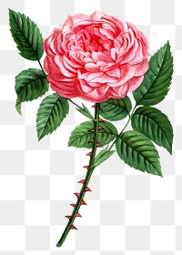 PNG Pink rose, French flower vintage illustration on transparent background  by François-Frédéric Grobon. Remixed by rawpixel.