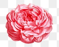 PNG Pink rose, French flower vintage illustration on transparent background  by François-Frédéric Grobon. Remixed by rawpixel.