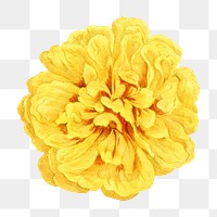 PNG Yellow rose, French flower vintage illustration on transparent background  by François-Frédéric Grobon. Remixed by rawpixel.