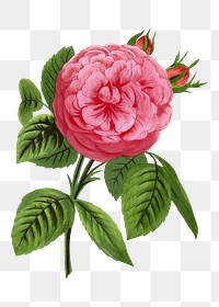 PNG Pink rose, French flower vintage illustration on transparent background  by François-Frédéric Grobon. Remixed by rawpixel.