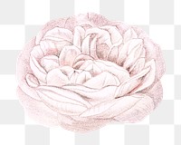 PNG Light pink rose, French flower vintage illustration on transparent background  by François-Frédéric Grobon. Remixed by rawpixel.