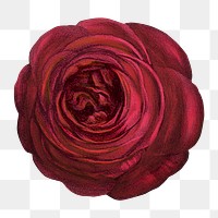 PNG Red rose, French flower vintage illustration on transparent background  by François-Frédéric Grobon. Remixed by rawpixel.