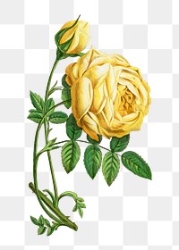 PNG Yellow rose, French flower vintage illustration on transparent background  by François-Frédéric Grobon. Remixed by rawpixel.