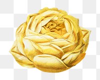 PNG Yellow rose, French flower vintage illustration on transparent background  by François-Frédéric Grobon. Remixed by rawpixel.