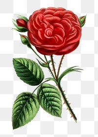 PNG Red rose, French flower vintage illustration on transparent background  by François-Frédéric Grobon. Remixed by rawpixel.