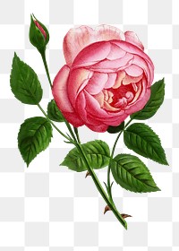 PNG Pink rose, French flower vintage illustration on transparent background  by François-Frédéric Grobon. Remixed by rawpixel.