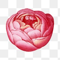 PNG Pink rose, French flower vintage illustration on transparent background  by François-Frédéric Grobon. Remixed by rawpixel.