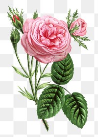 PNG Pink rose, French flower vintage illustration on transparent background  by François-Frédéric Grobon. Remixed by rawpixel.