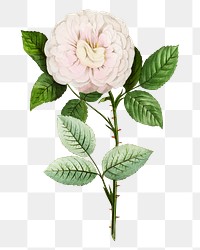 PNG Light pink rose, French flower vintage illustration on transparent background  by François-Frédéric Grobon. Remixed by rawpixel.