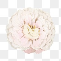 PNG Light pink rose, French flower vintage illustration on transparent background  by François-Frédéric Grobon. Remixed by rawpixel.