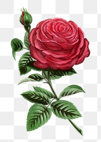 PNG Red rose, French flower vintage illustration on transparent background  by François-Frédéric Grobon. Remixed by rawpixel.