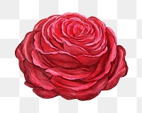 PNG Red rose, French flower vintage illustration on transparent background  by François-Frédéric Grobon. Remixed by rawpixel.