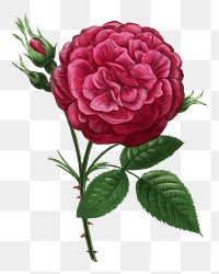 PNG Red rose, French flower vintage illustration on transparent background  by François-Frédéric Grobon. Remixed by rawpixel.