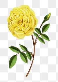 PNG Yellow rose, French flower vintage illustration on transparent background  by François-Frédéric Grobon. Remixed by rawpixel.