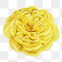 PNG Yellow rose, French flower vintage illustration on transparent background  by François-Frédéric Grobon. Remixed by rawpixel.